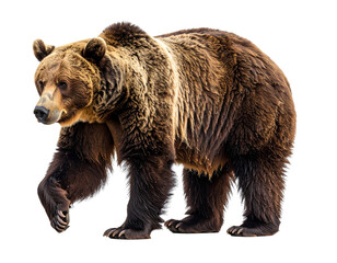 Grizzly Bear Walking with One Paw Lifted, Side Profile with Muscular Detail, isolated on a transparent background