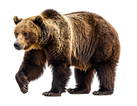 Grizzly Bear Walking with One Paw Lifted, Side Profile with Muscular Detail, isolated on a transparent background