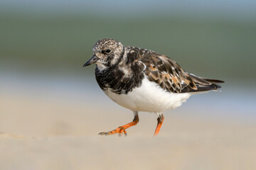 Turnstone