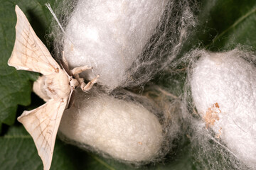 Silkworm moth on a silk cocoon