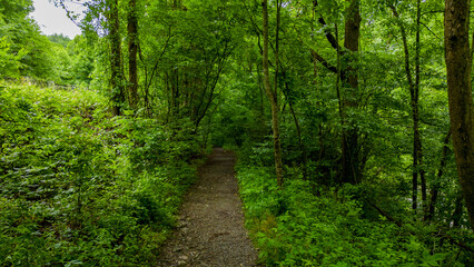 Trail through a forest with lush green vegetation 