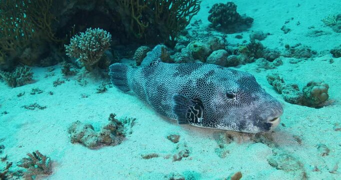 Map Pufferfish (Arothron mappa) hunting for food on a healthy coral reef. The Shar fish lay down on the sandy bottom., close up. Undersea life, seabed exploring, marine ecosystem, undersea nature.