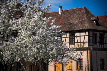 Colmar half-timbered medieval building and blossom