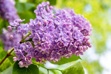 Obraz premium Blooming double (double) lilac on a summer sunny day