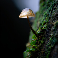 mushroom on a tree in monsoon