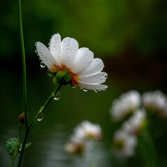 Flower in monsoon