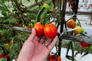 Ripe tomatoes ready for harvest in a natural garden setting. A hand gently inspects the fruit....