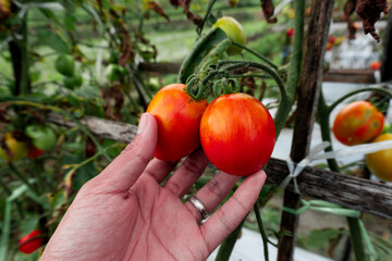 Two red tomatoes on a plant held by a hand, surrounded by green leaves. Fresh, organic vegetables...
