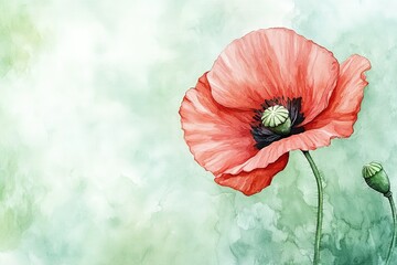 Watercolor painting of a single red poppy flower