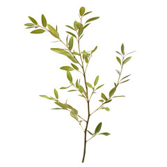 Green leafy branch botanical element on white background on transparent background