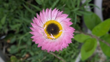 Pink immortelle flower close-up on a blurred background. Chamomile. Dried flower