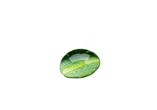 Water drop on a green leaf isolated on transparent background - Powered by Adobe