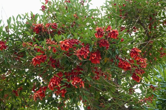 Cockspur coral tree, or Erythrina crista galli, with red flowers