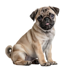 Obraz premium Adorable Fawn Pug Puppy Sitting with Tongue Out on Isolated Background