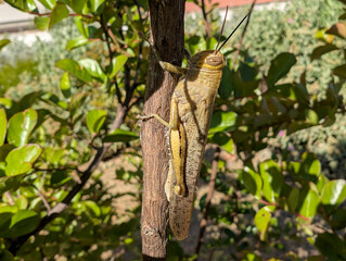 Large grasshopper perched on a tree branch in a garden during sunny day