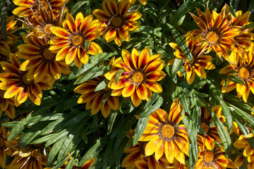 Bright gazania flowers bloom under the sunlight in a vibrant garden setting during spring