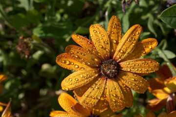 Bright orange flower glistening with water droplets under sunlight in a garden setting