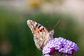 Colorful butterfly resting on vibrant purple flower in a sunny garden during springtime