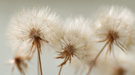 Fototapeta premium Dandelion seed heads close up for botanical illustration and floral design elements
