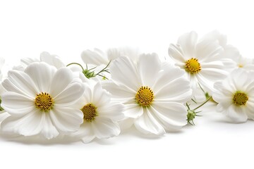 Obraz premium Closeup of delicate white cosmos flowers