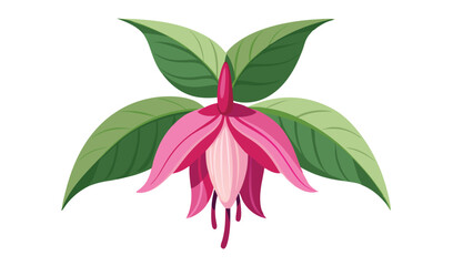 Pink fuchsia flower with green leaves illustration