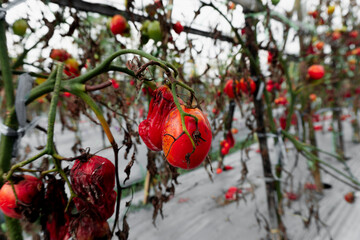 Decayed tomato hanging from a withered plant, illustrating food waste, crop damage, and poor garden...