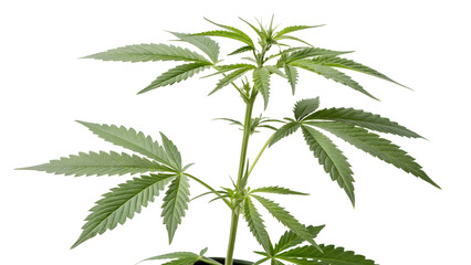 cannabis plant