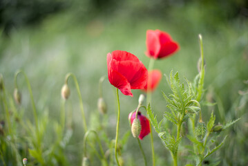 Blooming red poppies close-up in spring