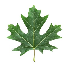 Fototapeta premium Green oak leaf close up studio shot on white background