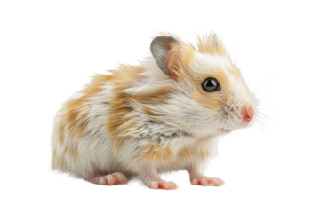 PNG Cute fluffy hamster with brown and white fur facing left