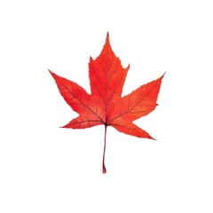 Red maple leaf close up isolated on white background