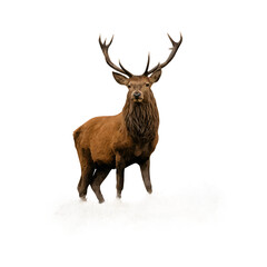 Watercolor realistic painting of an elk in the forest, detailed and lifelike depiction of wildlife in natural surroundings
