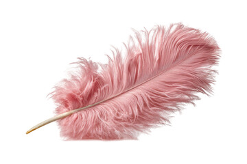 PNG Pink ostrich feather isolated on white background
