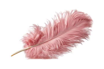 PNG Pink ostrich feather isolated on white background