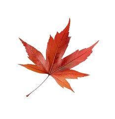 Autumn maple leaf close up isolated on transparent background