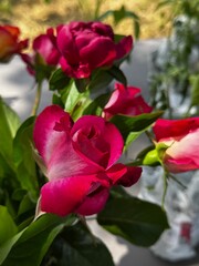 Fresh Red Roses with Lush Greenery