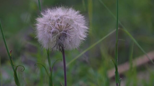 A close-up of a Goat's Beard Flower (Salsify) gone to seed and looking like a big dandelion in a sunny meadow.