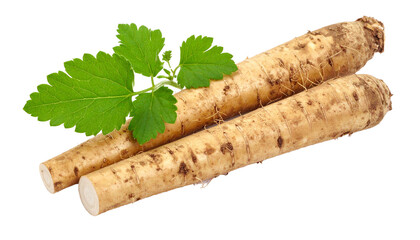 Close up of two chicory roots with leaves, isolated on a transparent background, ideal for healthy food and beverage projects