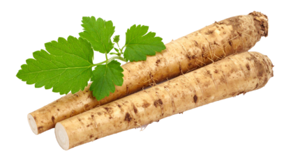 Close up of two chicory roots with leaves, isolated on a transparent background, ideal for healthy food and beverage projects