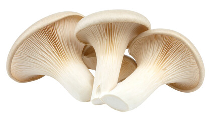 Close up of three king oyster mushrooms isolated on a transparent background, ideal for food related projects