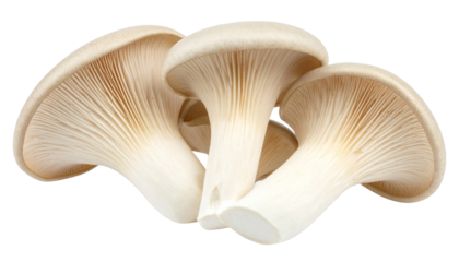 Close up of three king oyster mushrooms isolated on a transparent background, ideal for food related projects
