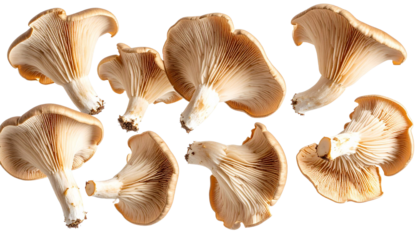 Oyster mushrooms with realistic texture floating on a transparent background, ideal for creative food projects