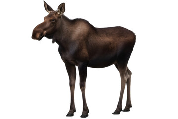 A highly detailed and realistic photograph of a moose isolated on a transparent background, showcasing its majestic antlers and natural texture
