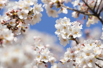 Fototapeta premium 青空に映える満開のソメイヨシノ 青空背景