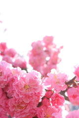 八重咲きの紅梅のクローズアップ　白背景