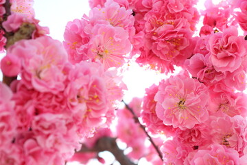 八重咲きの紅梅のクローズアップ　白背景