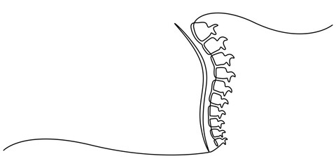 one line spine, Continuous one line drawing bones of human hand.  Wrist bones in single line art vector illustration. Editable stroke, Chiropractor spine. Continuous one line drawing on white back.