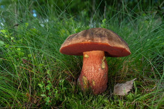 Sutorius luridiformis - Scarletina Bolete in the forest in the green grass