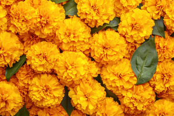 Vibrant orange marigold flowers close up