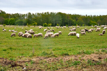 Obraz premium A large flock of sheep grazing in a green field in the countryside in summer